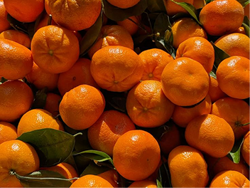 Fresh oranges